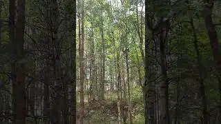 белочка в нашем городском парке 🏞️