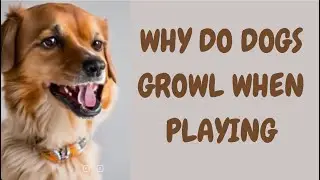 Why Do Dogs Growl When Playing
