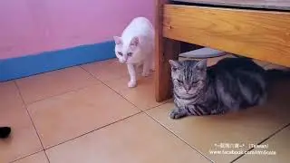 *~龍媽六寶~* 再兇的孩子 也能親訓變乖寶篇