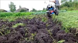 Vetch-oat mixture - as a green manure, a source of organic matter and nitrogen.