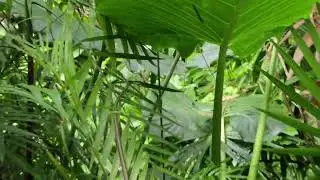 Sneaky Snake 🐍 #snake #snakevideo #wildlife #canon #jungle #animal #reptile