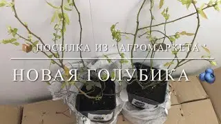 📦 Посылка из ‘Агромаркета’ . Новая голубика 🫐