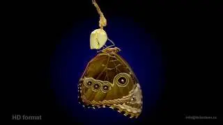 Timelapse Shows Incredible Metamorphosis Of Rice paper Butterfly and Monarch Butterfly