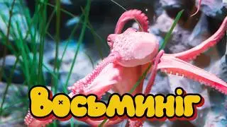 Genius of Camouflage: How the Octopus Outsmarts Its Predators.