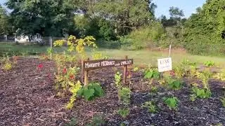 Take a look inside Muskegon's 'micro forest'