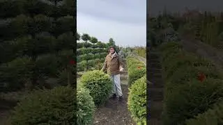 Common Spruce in an uncommon shape