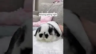 My bunny lives like a king 👑🐰