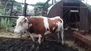 Бык танцор