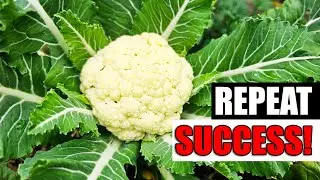 5 Past Garden Success Tips - Garden Quickie Episode 184