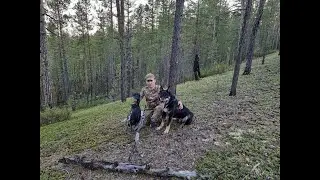 Охота на боровую. Удачное открытие осенней охоты