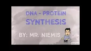 How DNA Creates Proteins