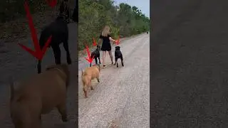 Lo que hace este American bully es impresionante.  