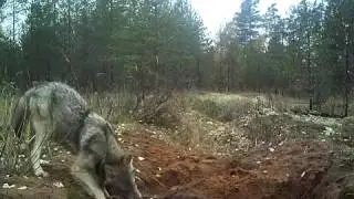 Волк лесные камеры