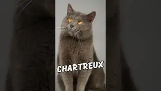Most Laid-Back Cat Breeds In The World #shorts