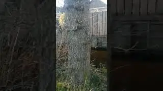 Жизнь в Нидерландах