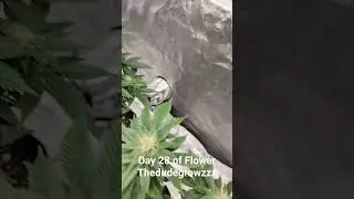 Day 28 of Flower #education #weed #marijuana #ts1000 #dank #marshydro #howto #gardening #flower #