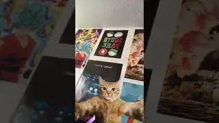 My posters:3 #cat #catlover #funny