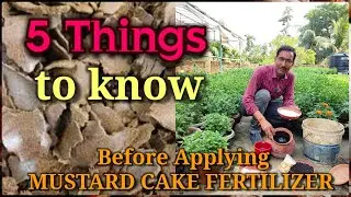 5 Things you must Know before Applying Liquid Mustard Cake fertilizer