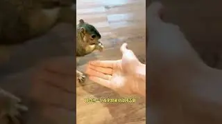 Rescued Baby Squirrel with a Broken Leg Returns to Thank Her Rescuer and Brings a Surprising...