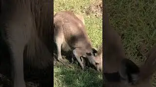 Big mama kangaroo with baby