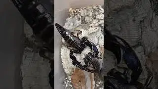 Scorpion mating ending with a sting 🦂🦂 