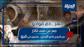 لن تصدق معاناة مربي صنف نادر من الماعز ببجاية