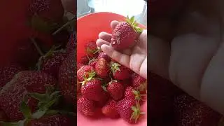 клубника