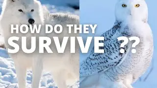 HOW DO ARCTIC ANIMALS SURVIVE ???