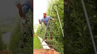 Blippi Goes Apple Picking #blippi #applepicking  #adventures