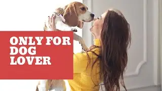 Dogs Compilation- [Cute and funny dog videos]