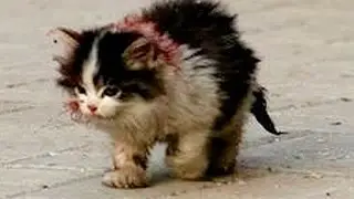 КОТЁНОК БЕЗ ЛИЦА. Стих.