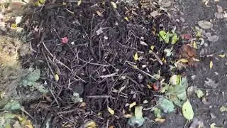 Riempio la compostiera