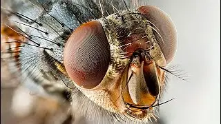 MOSCAS! SOM DE MOSQUITO - BARULHO DE PERNILONGO - HD