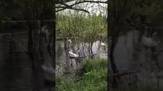 Раздолье для гусей  #короткиевидео  #животные #birds  #goose