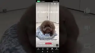пупсик #tiktok #вреки