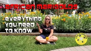 Everything You Need To Know About African Marigolds 2021