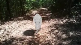 Making of Wild Boar