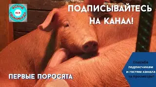 Первые поросята в хозяйстве