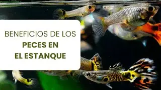 Guía paso a paso para crear un ecosistema acuático
