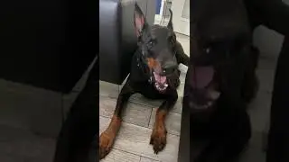 World’s SWEETEST Heart 💝  💜  Pure Breed Doberman Dog Funny Videos #shorts #doberman