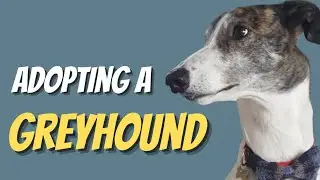 Adopting A Retired Racing Greyhound