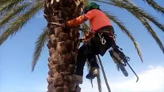 Limpieza de tronco de una palmera datilera