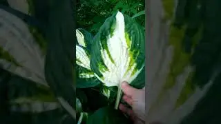 Хоста Энтерпрайз