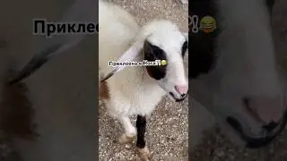 Почему Нога приклеена?!😂🤪😱🇹🇭❤️ #тайланд #веселоевидео #азия #животные #парк #дети #смешно