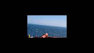 Дельфины)Всё таки дождался шкуратёров😁