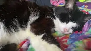 Sasha is sleepy
