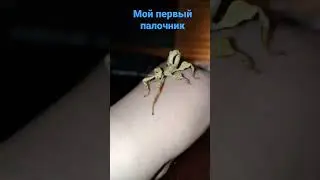 австралийский палочник на руках
