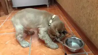 Перше годування дома. Буч
