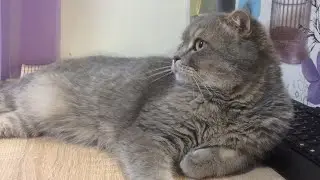 Кот играет с рукой