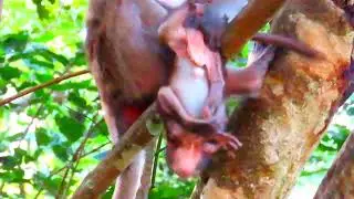 cute Monkey baby MarCin Roots play on a sick tree